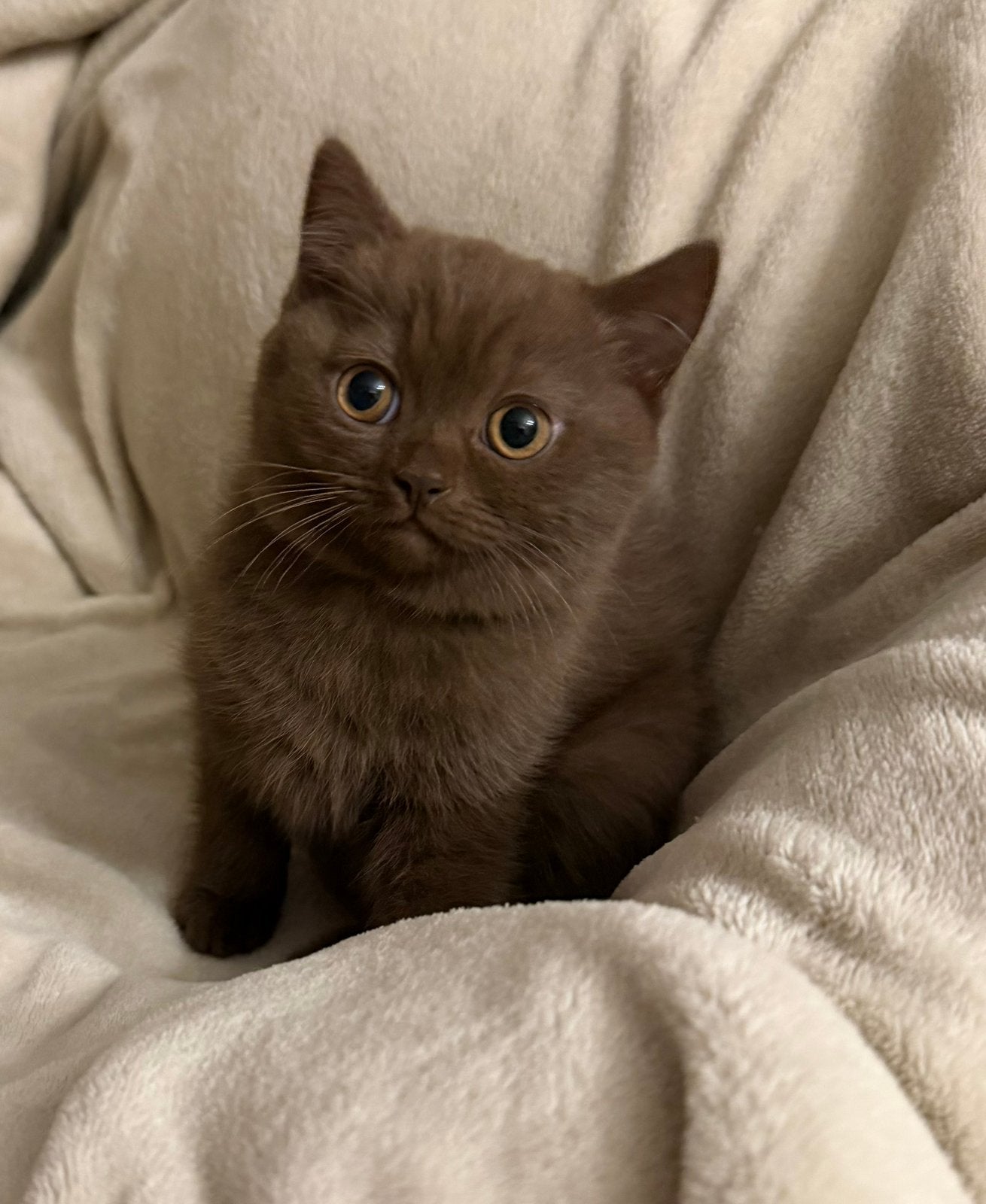 Britse Korthaar kittens beschikbaar, Plusieurs animaux, Vermifugé, 0 à 2 ans