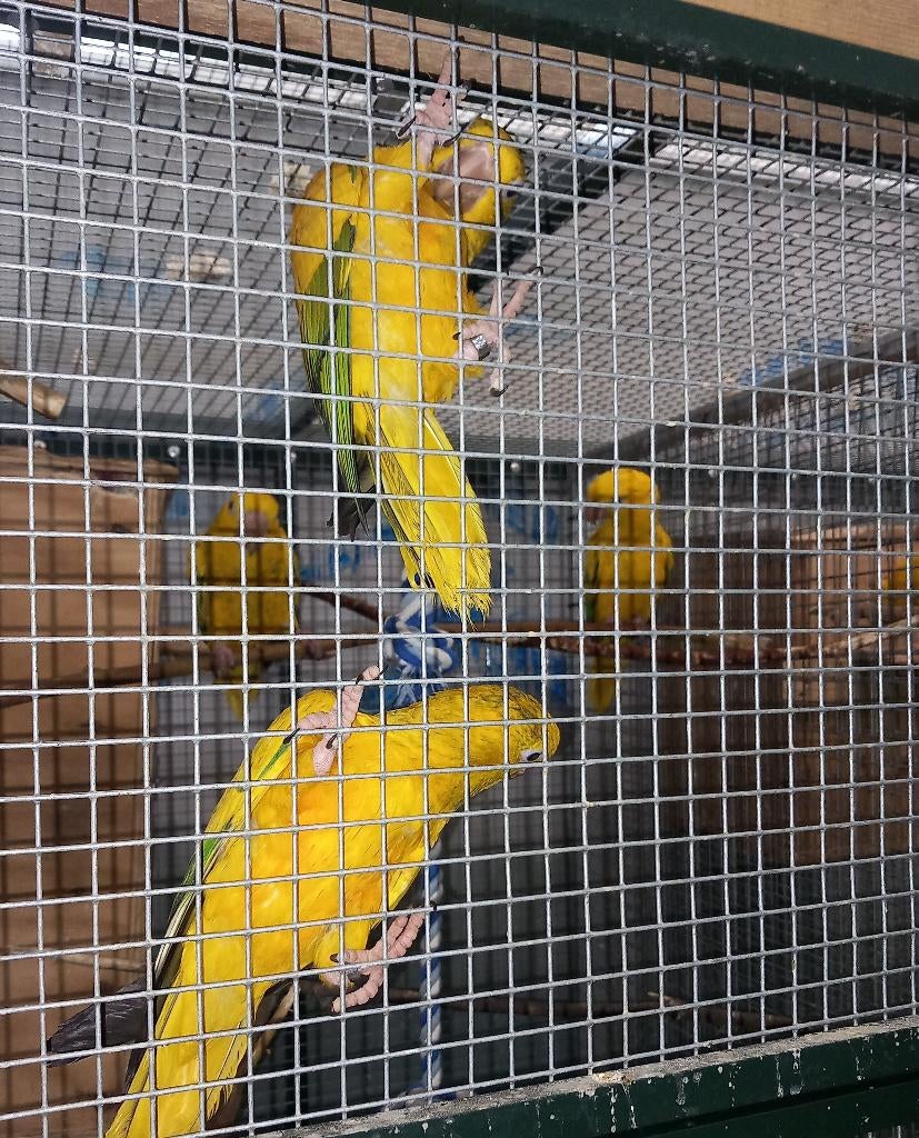 goudparkieten te koop of ruilen, Plusieurs animaux, Perroquet, Domestique