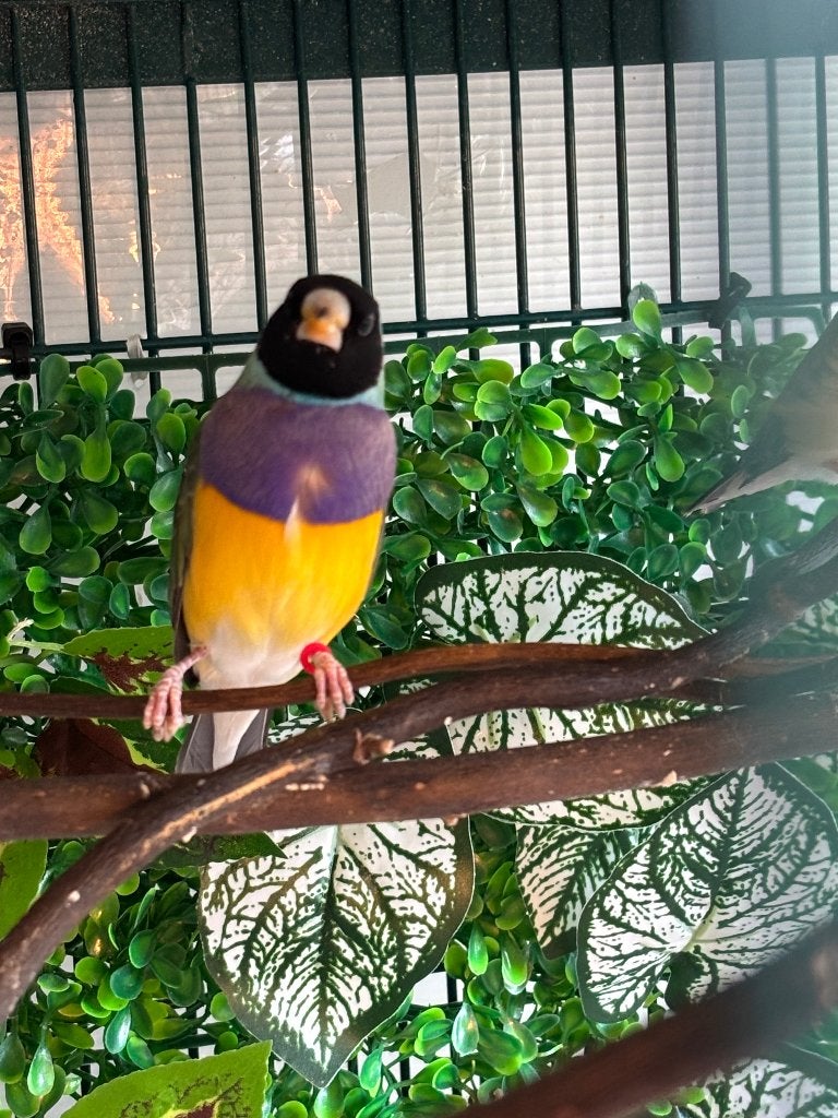 Gouldamadine, Dieren en Toebehoren, Tropenvogel