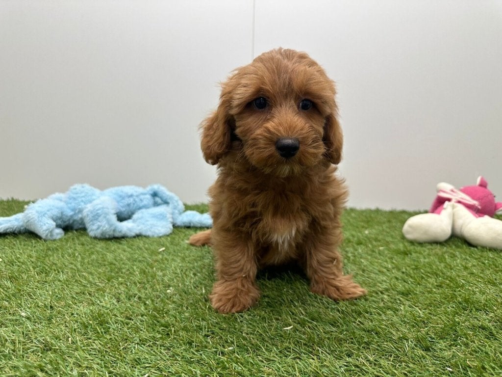 Chiots Maltipoo, Hépatite contagieuse (maladie de Rubarth), Plusieurs, Belgique, Plusieurs animaux