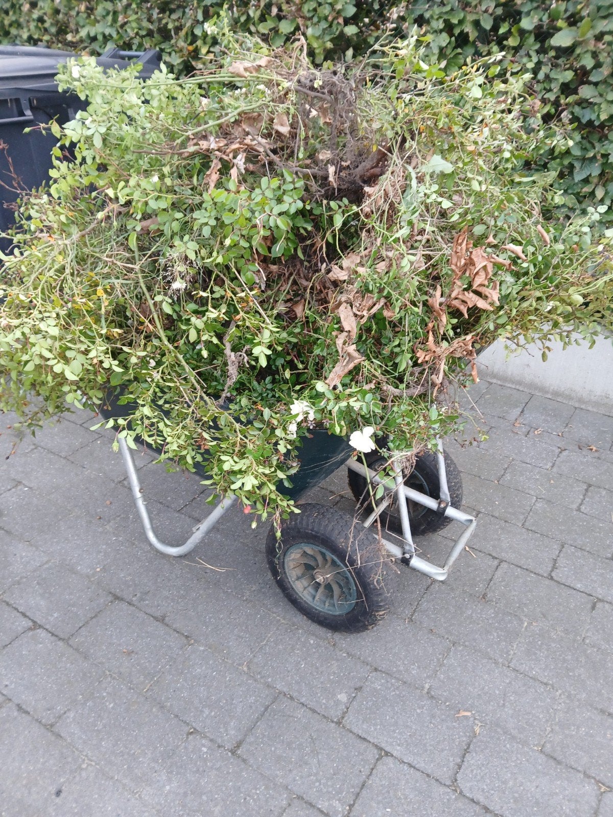 30 a 40  rozenstruiken, Jardin & Terrasse, Enlèvement, Autres espèces, Arbuste, Moins de 100 cm