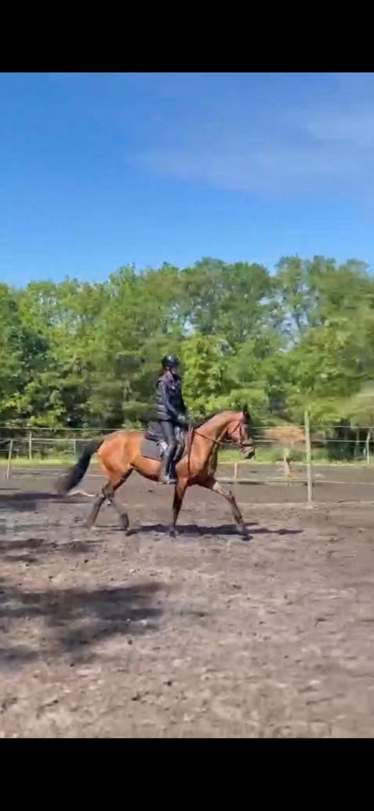 Rijpaard / embryo, Animaux & Accessoires, Chevaux