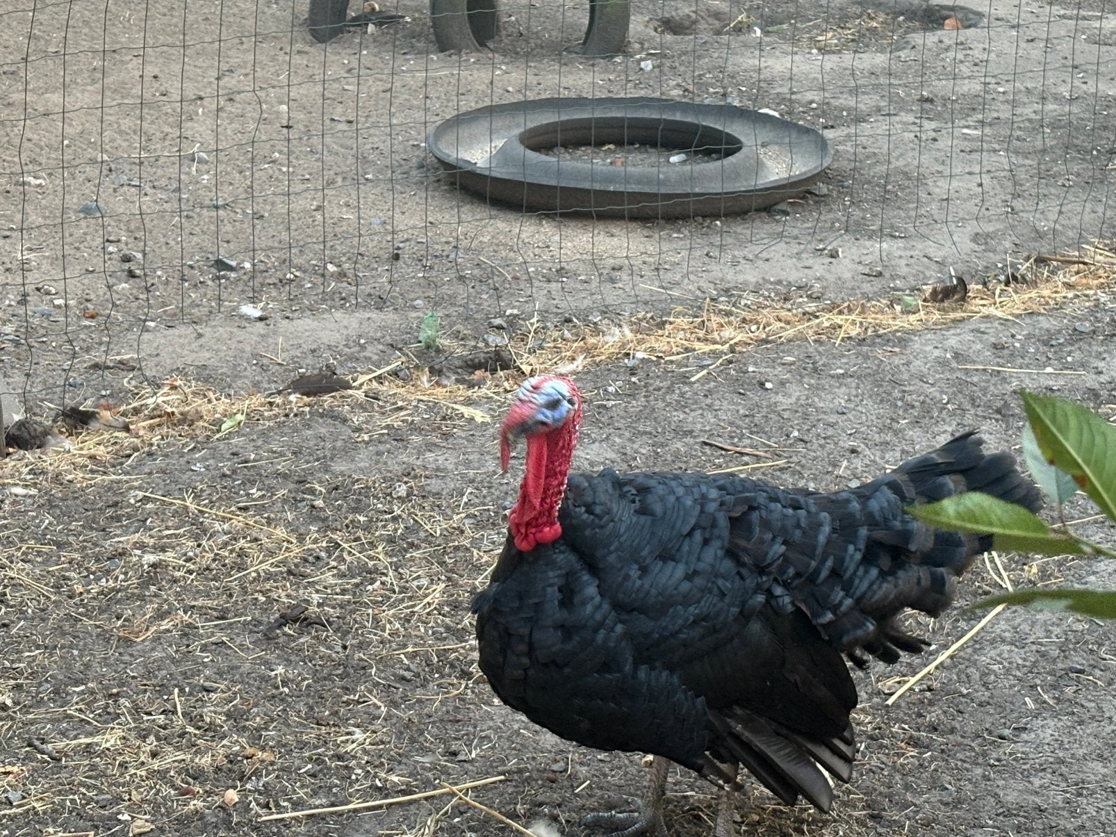 Gers kalkoen haan, Dieren en Toebehoren, Pluimvee, Kalkoen