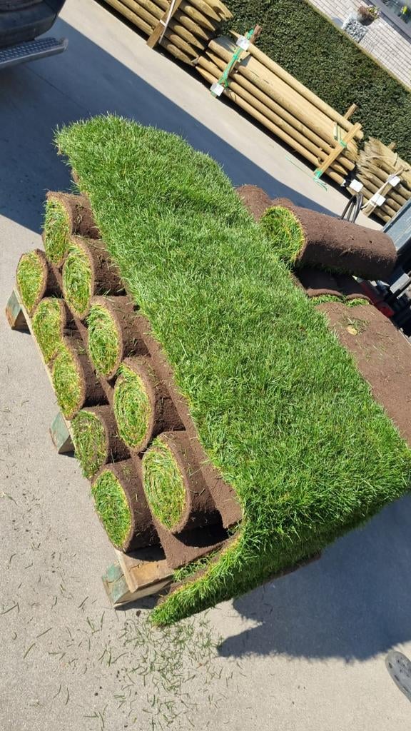 Gazon naturel Pays bas, Jardin & Terrasse, Gazon & Gazon artificiel
