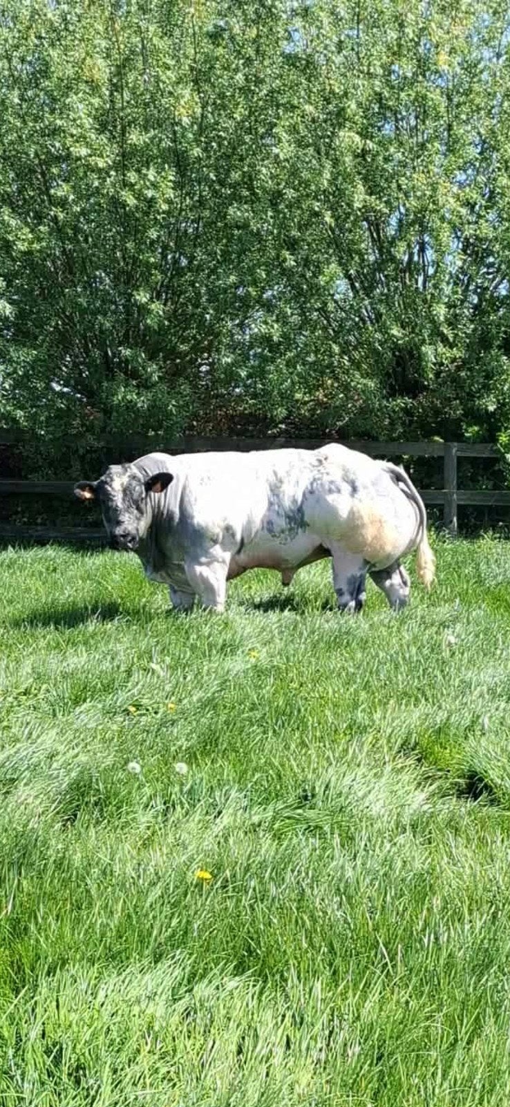 Dekstier avec une super origine, Animaux & Accessoires