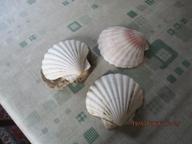 st jacobsschelpen, Maison & Meubles, Cuisine | Vaisselle, Enlèvement, Utilisé, Autres types