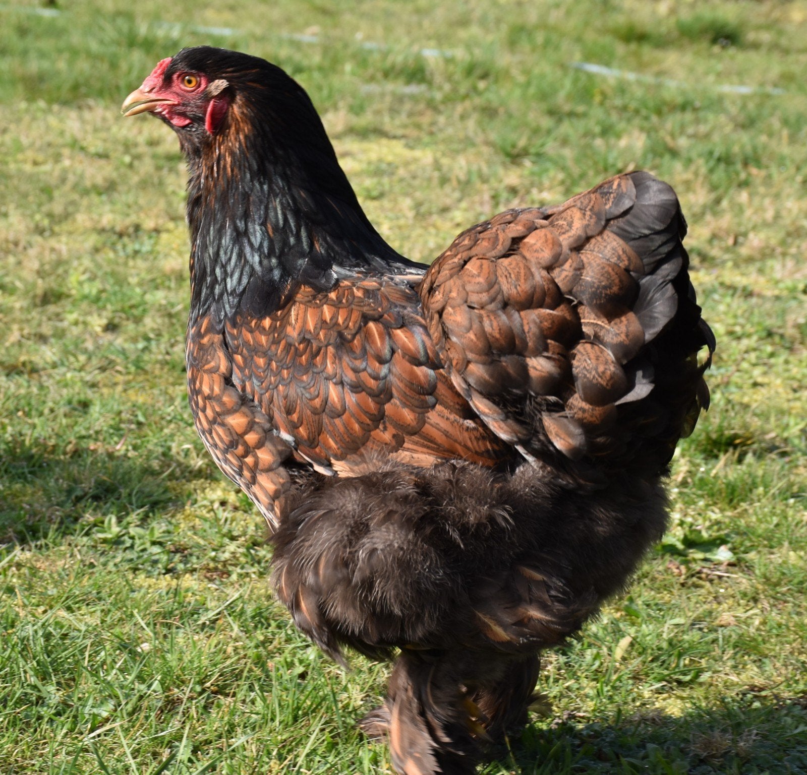 Œufs à éclore de Brahma ourlés en or et noir.