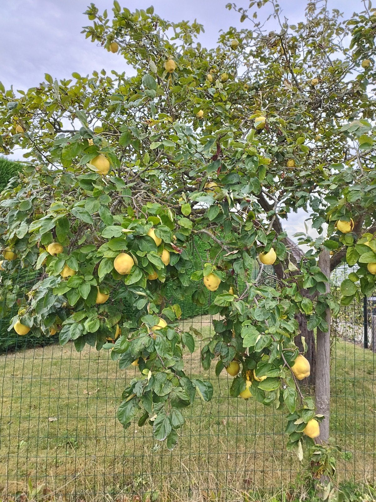 Coings frais biologiques 1€/kg, Enlèvement