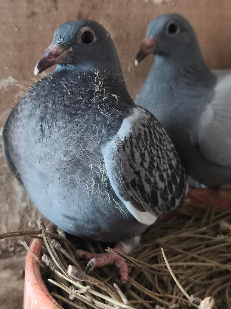 Meerdere jonge duiven te koop, Dieren en Toebehoren, Vogels | Duiven