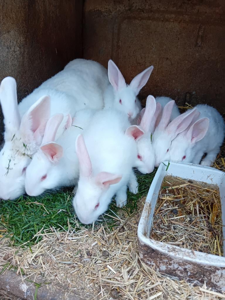 Vleeskonijnmoer met jongen, Animaux & Accessoires, Lapins, Grand, Plusieurs animaux, 0 à 2 ans