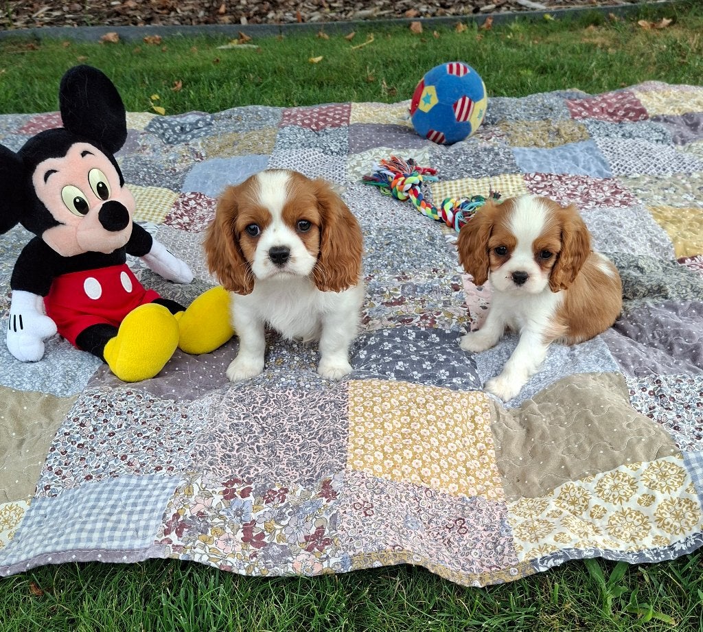 Prachtige cavalier king charles pups reutjes, Dieren en Toebehoren, Parvo, België, Fokker | Hobbymatig, Reu