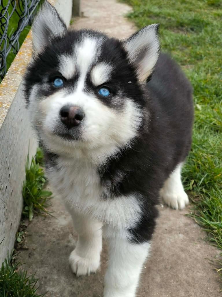 Prachtige belgische husky pups beschikbaar!!, Dieren en Toebehoren, Parvo, België, 8 tot 15 weken, Poolhond