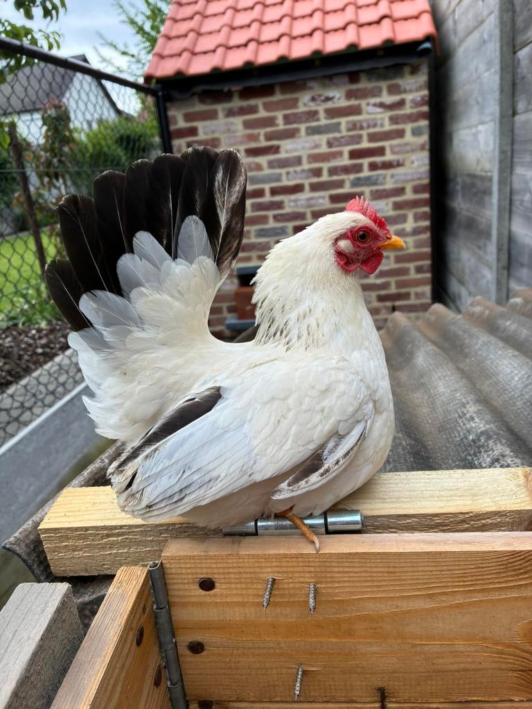 Poules + poussins Chabo, Plusieurs animaux, Poule ou poulet