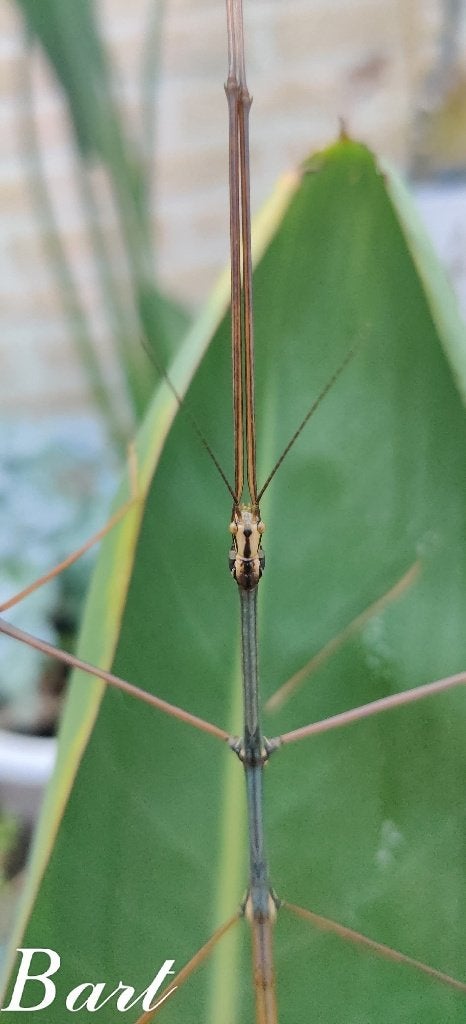 Ramulus sp "Bokor" wandelende tak, Dieren en Toebehoren, Wandelende tak