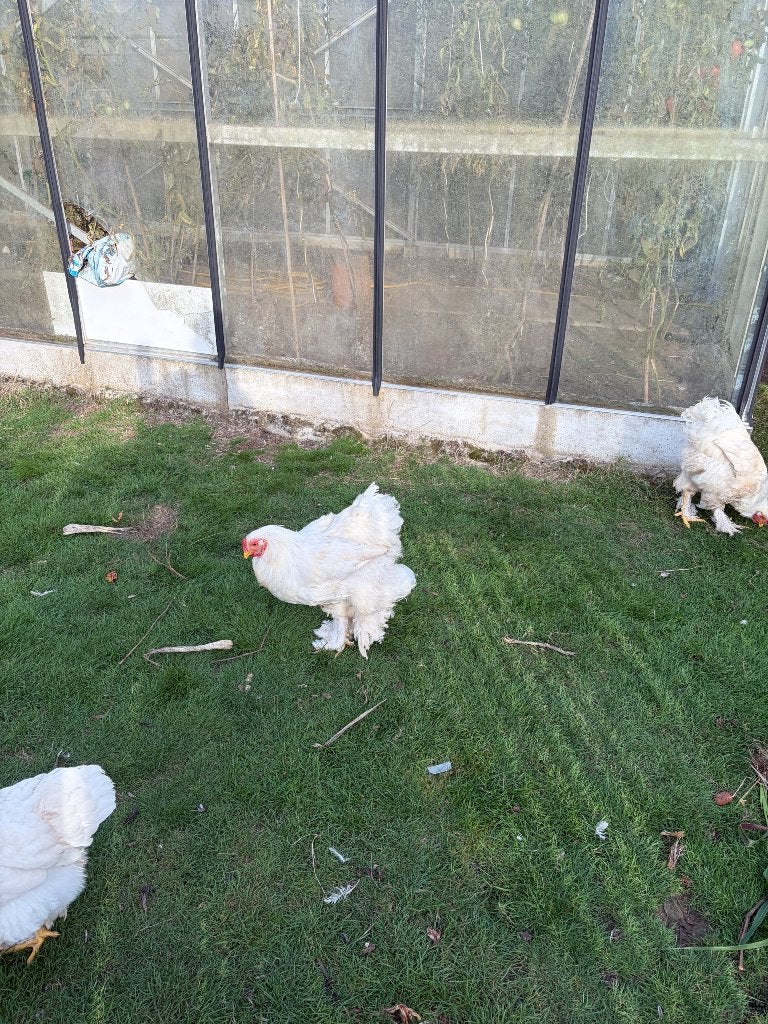Witte brahma, Mannelijk, Kip