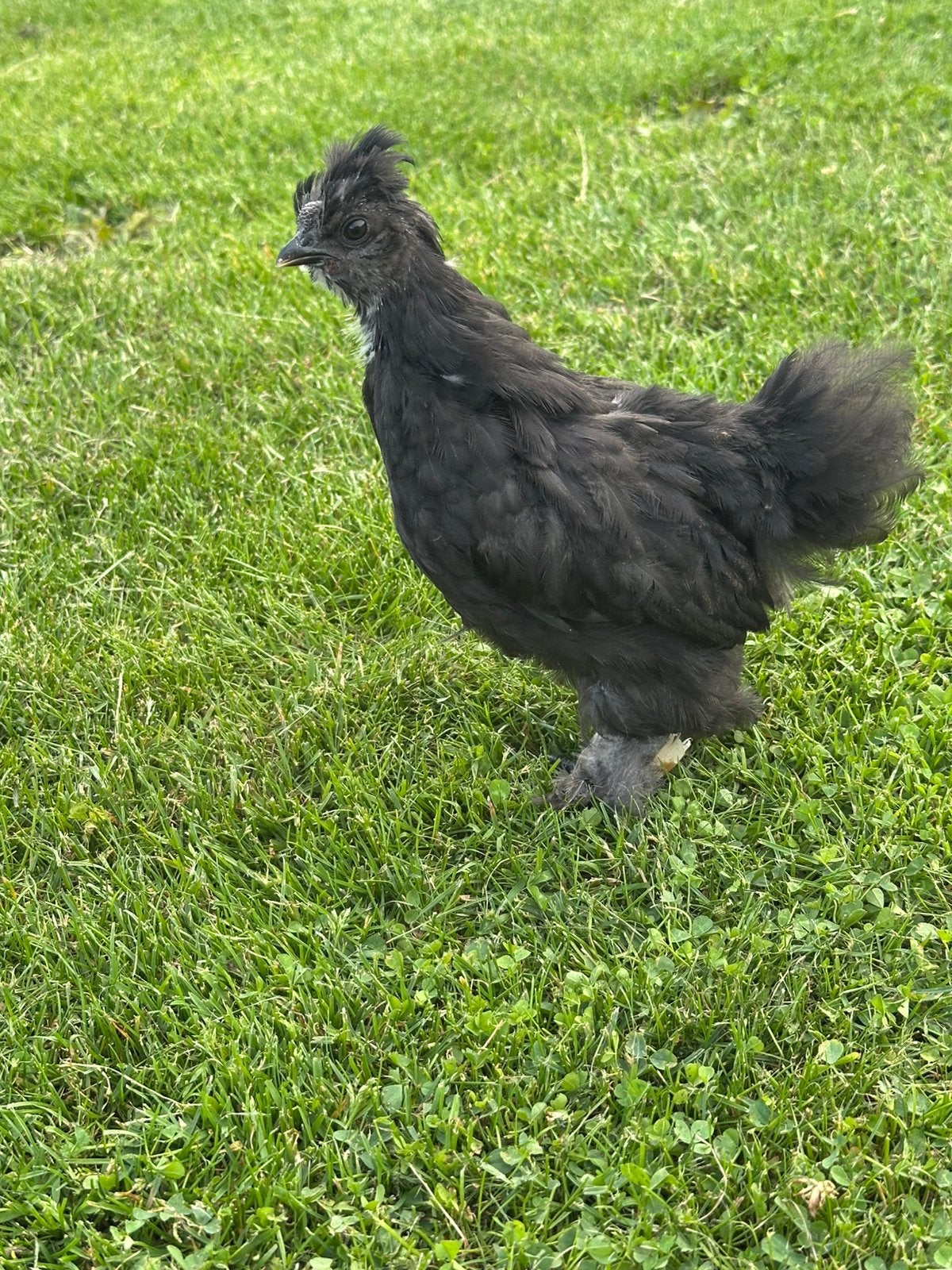 Zijdehoen haan, Dieren en Toebehoren, Mannelijk, Kip