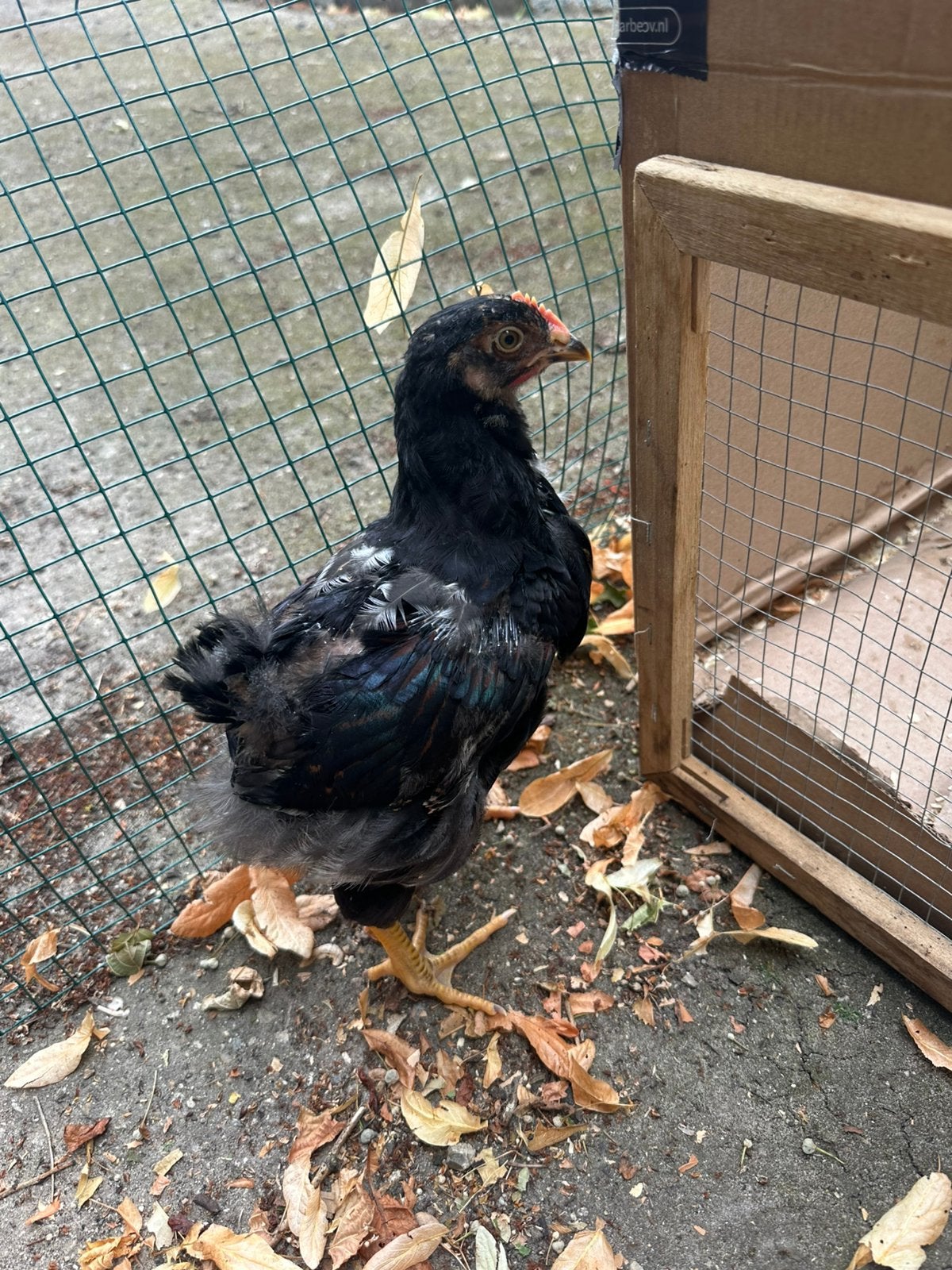 Gratis Barnevelder haantje, Animaux & Accessoires, Volatiles, Mâle, Poule ou poulet