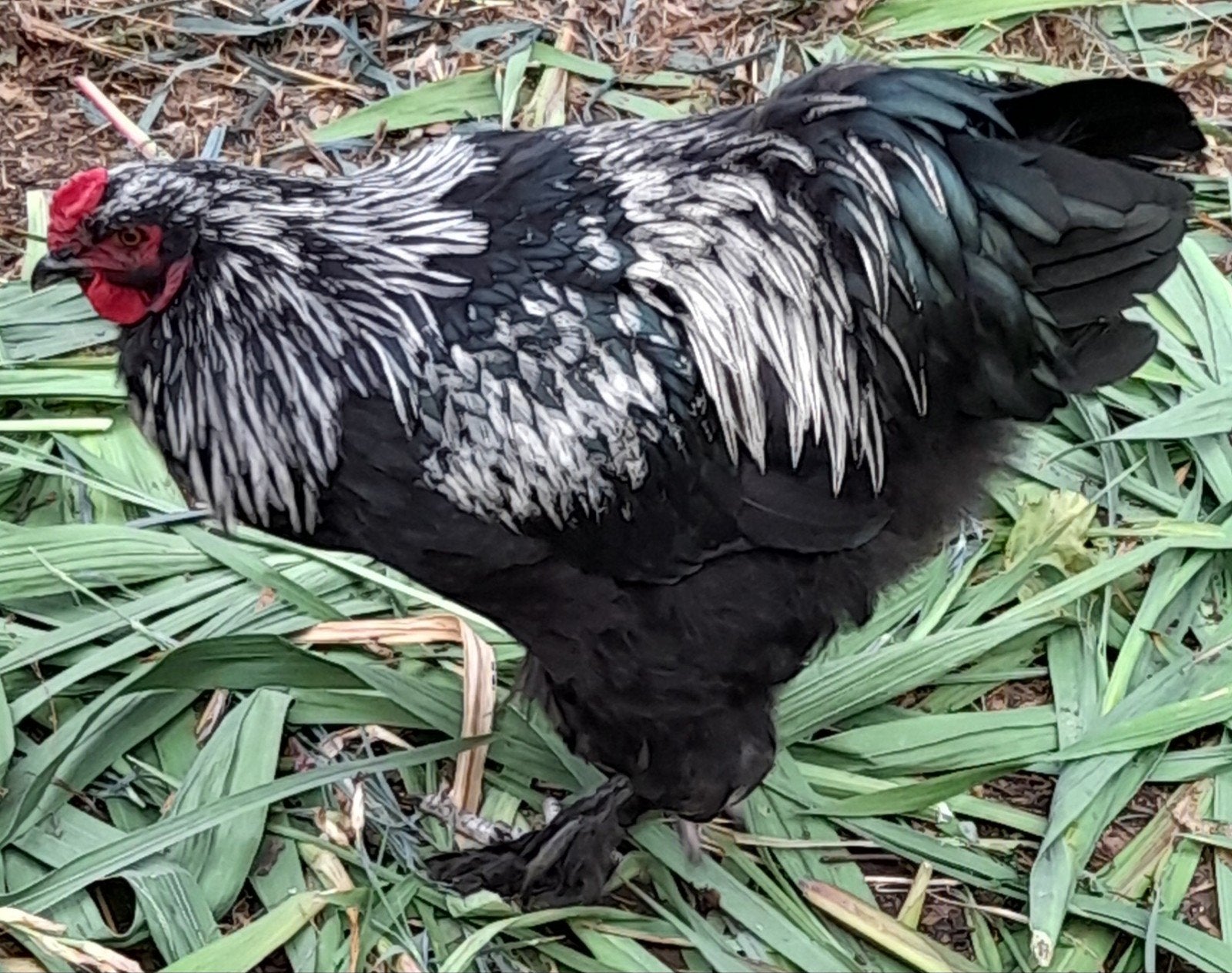 Mooie grote haan, Dieren en Toebehoren, Pluimvee