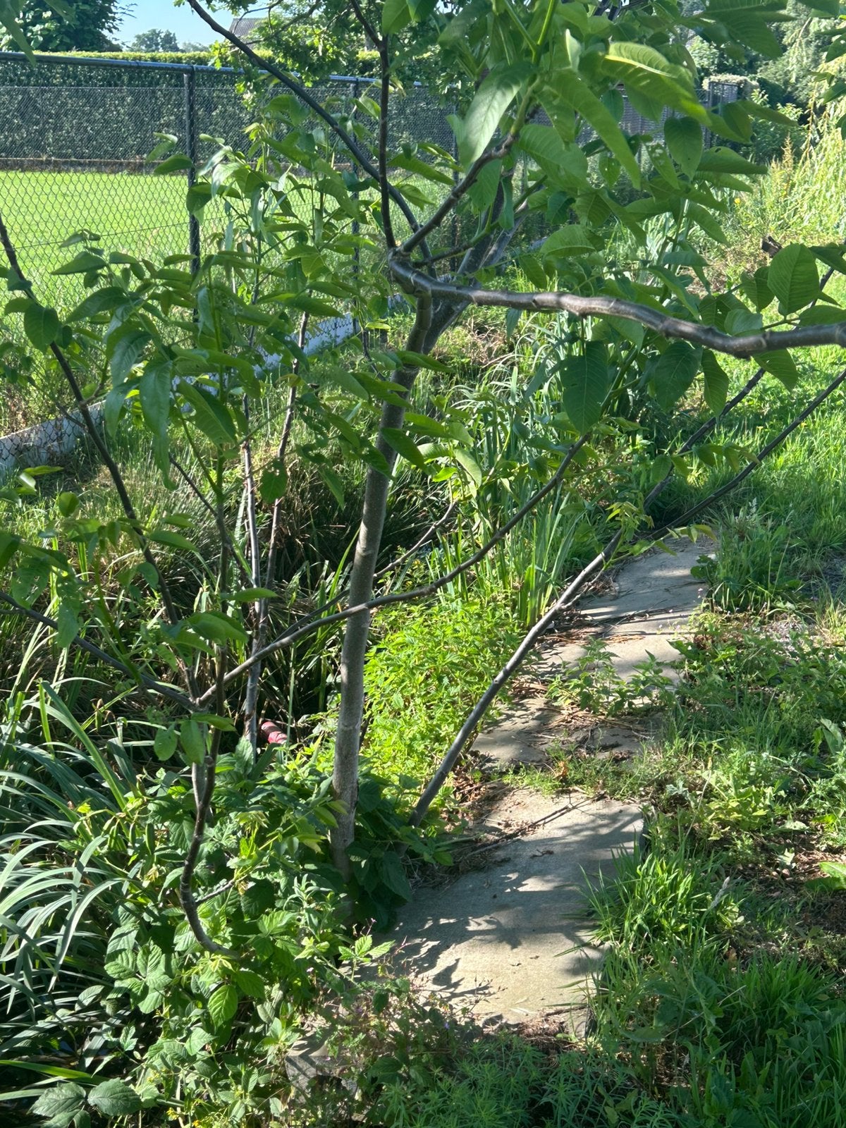 Okkernoot Notenboom., Ophalen
