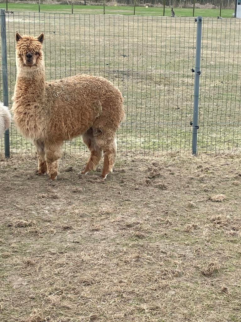 Alpaca merrie, April, Vrouwelijk