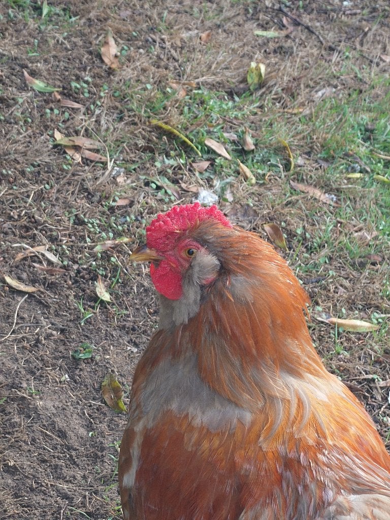 haan kruising Wyandotte - Barnevelder, Dieren en Toebehoren, Mannelijk, Kip