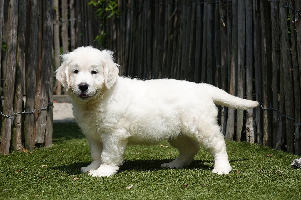 Prachtige Golden Retriever pups, met stamboom, Golden retriever, België, Parvo, 8 tot 15 weken