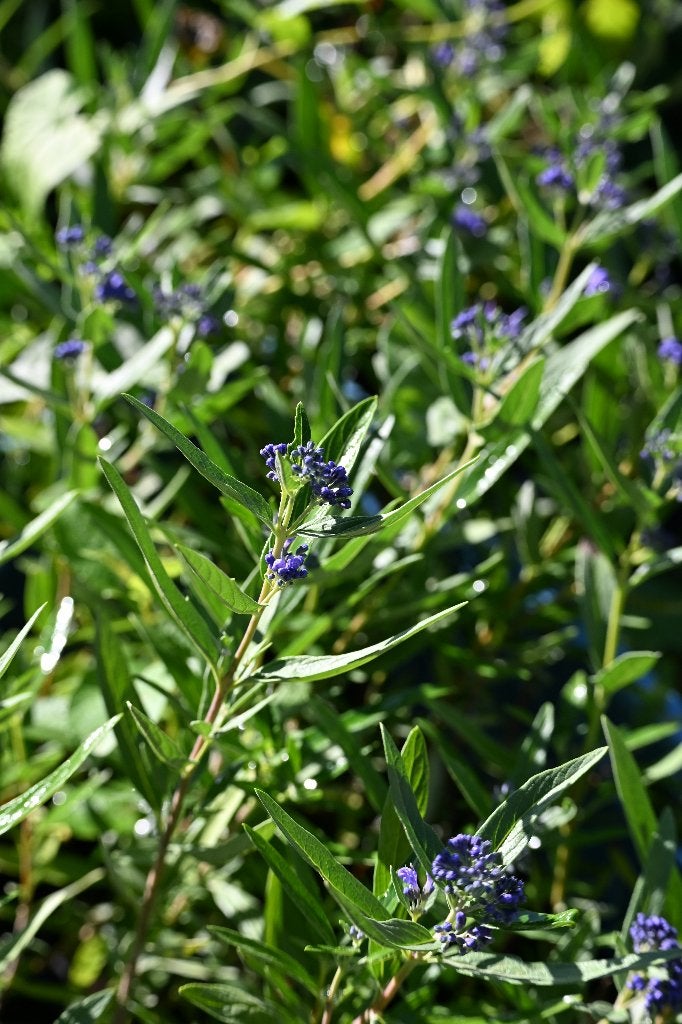 Caryopteris (Blauwbaard) P9, Tuin en Terras, Volle zon, Vaste plant, Zomer, Ophalen