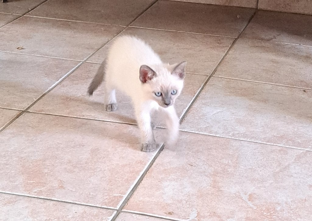 Siamese kittens, traditoneel, Meerdere dieren, Gechipt, 0 tot 2 jaar
