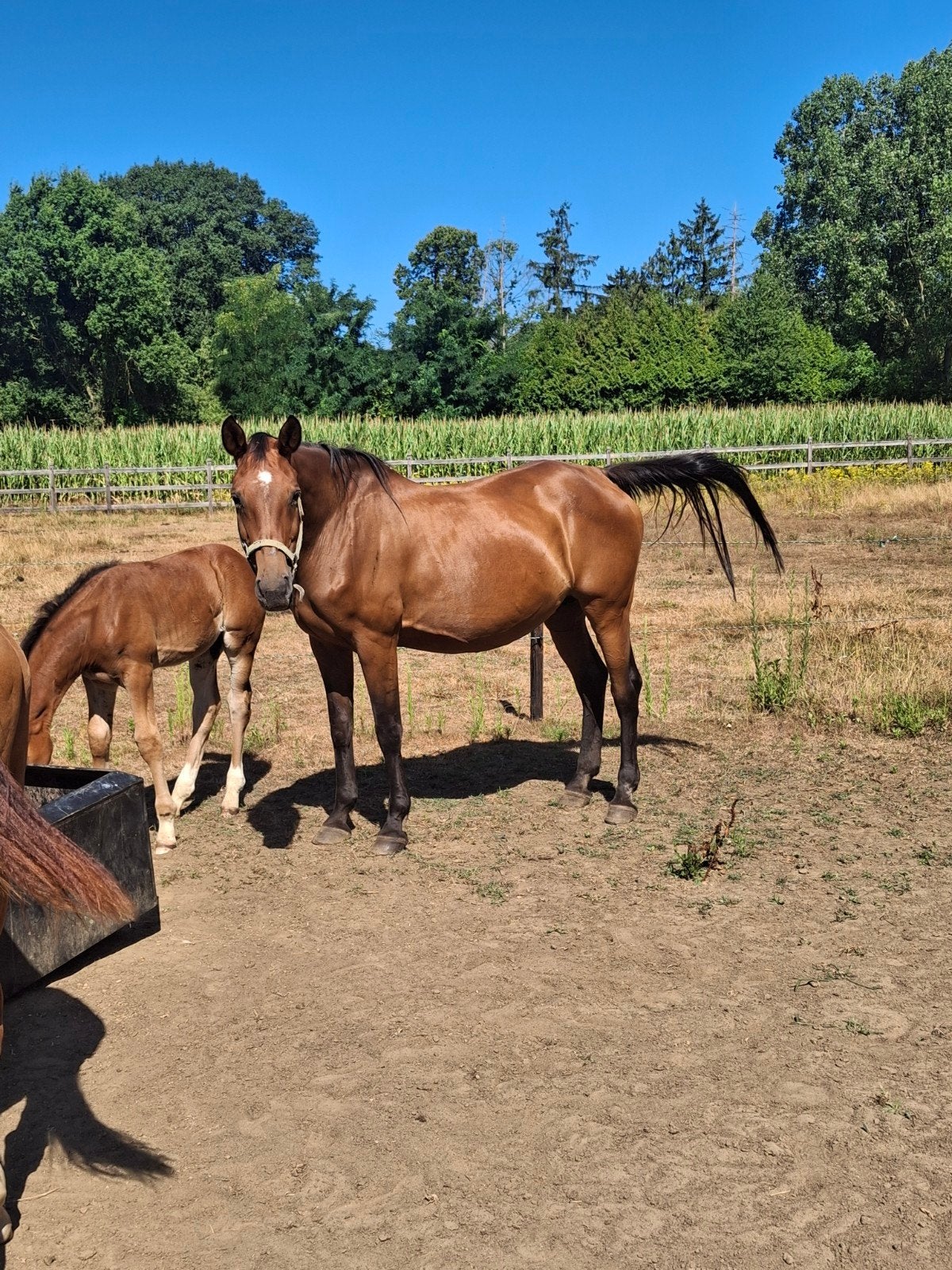 rijpaard / fokmerie, Dieren en Toebehoren, Paarden, Hengst, Z