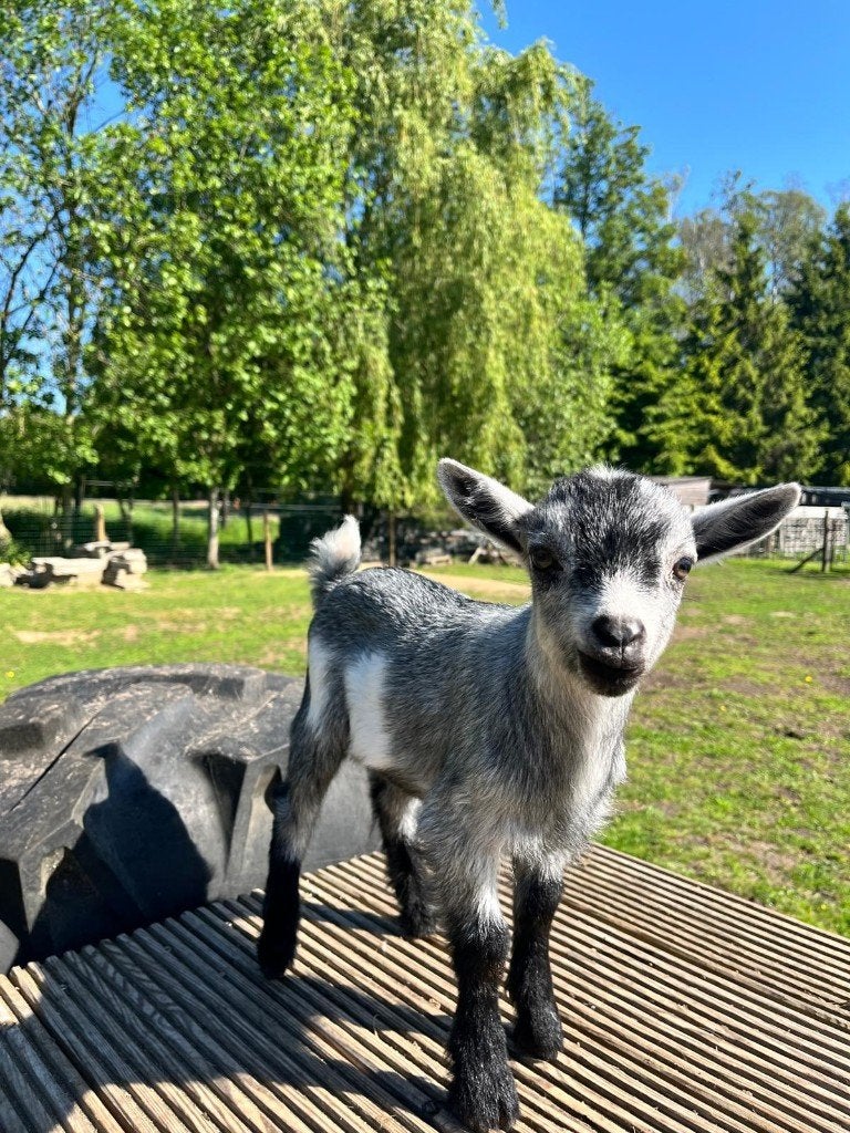 dwerggeiten, Dieren en Toebehoren, Mannelijk, Geit, 0 tot 2 jaar