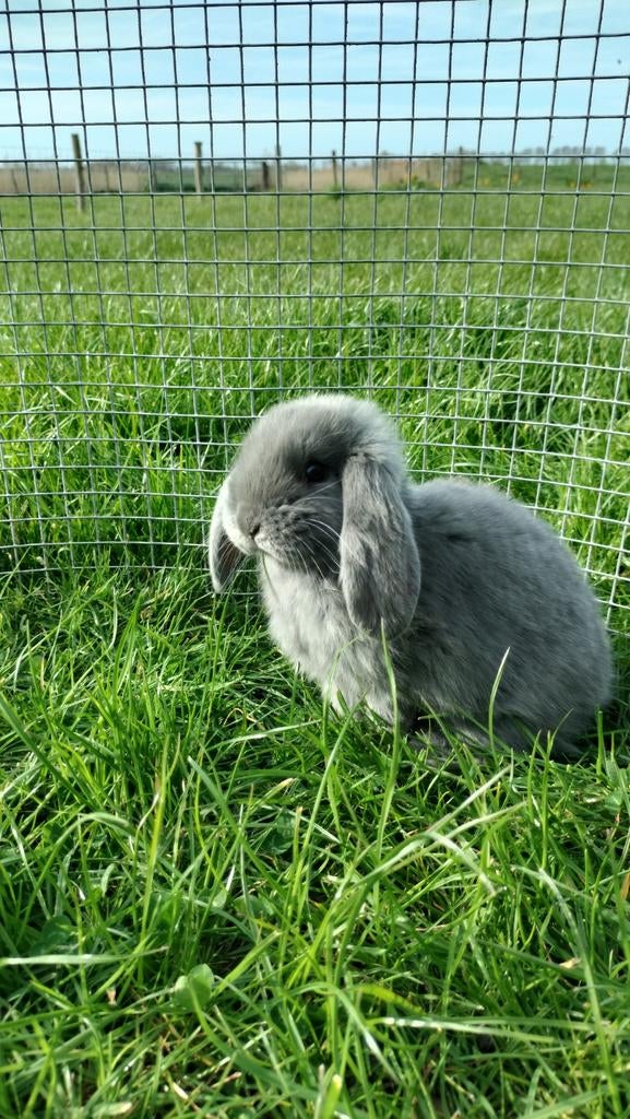 Franse hangoor konijntjes, Dieren en Toebehoren, Hangoor