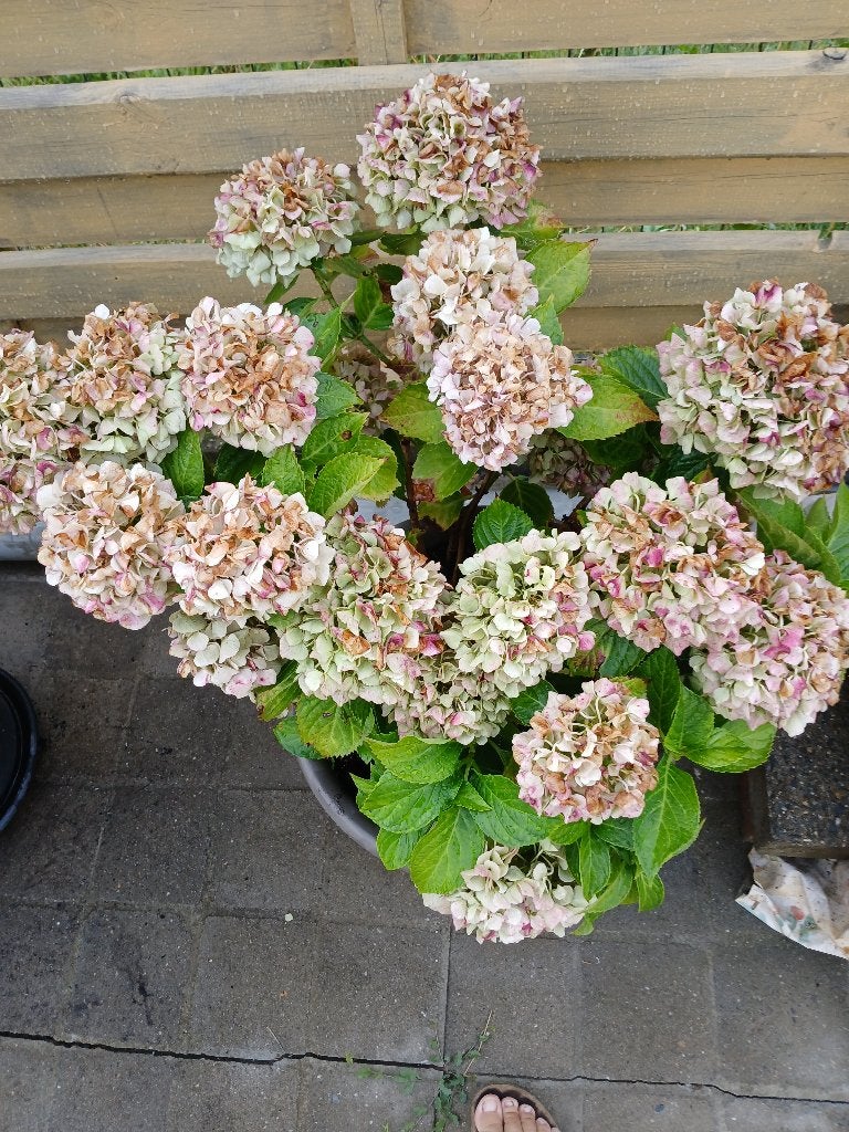 Hortensia roos, Ophalen, Vaste plant, Overige soorten
