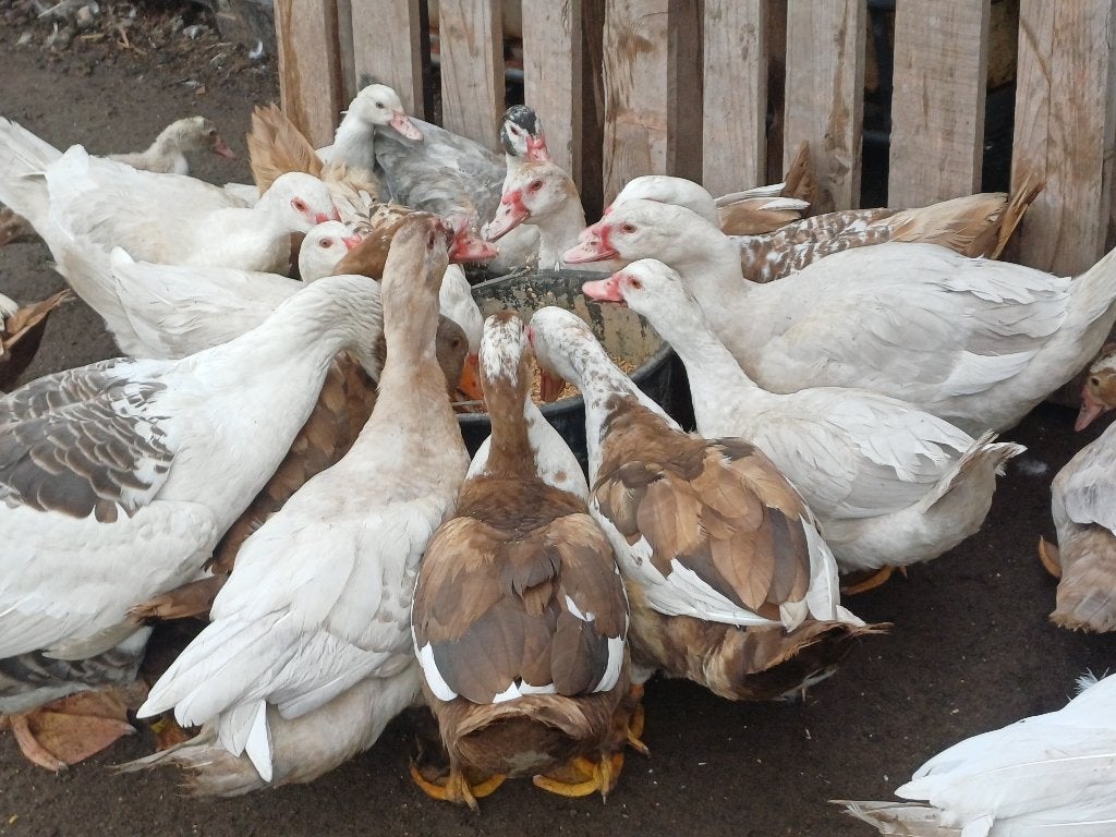 Muskuseenden te koop, Meerdere dieren, Eend