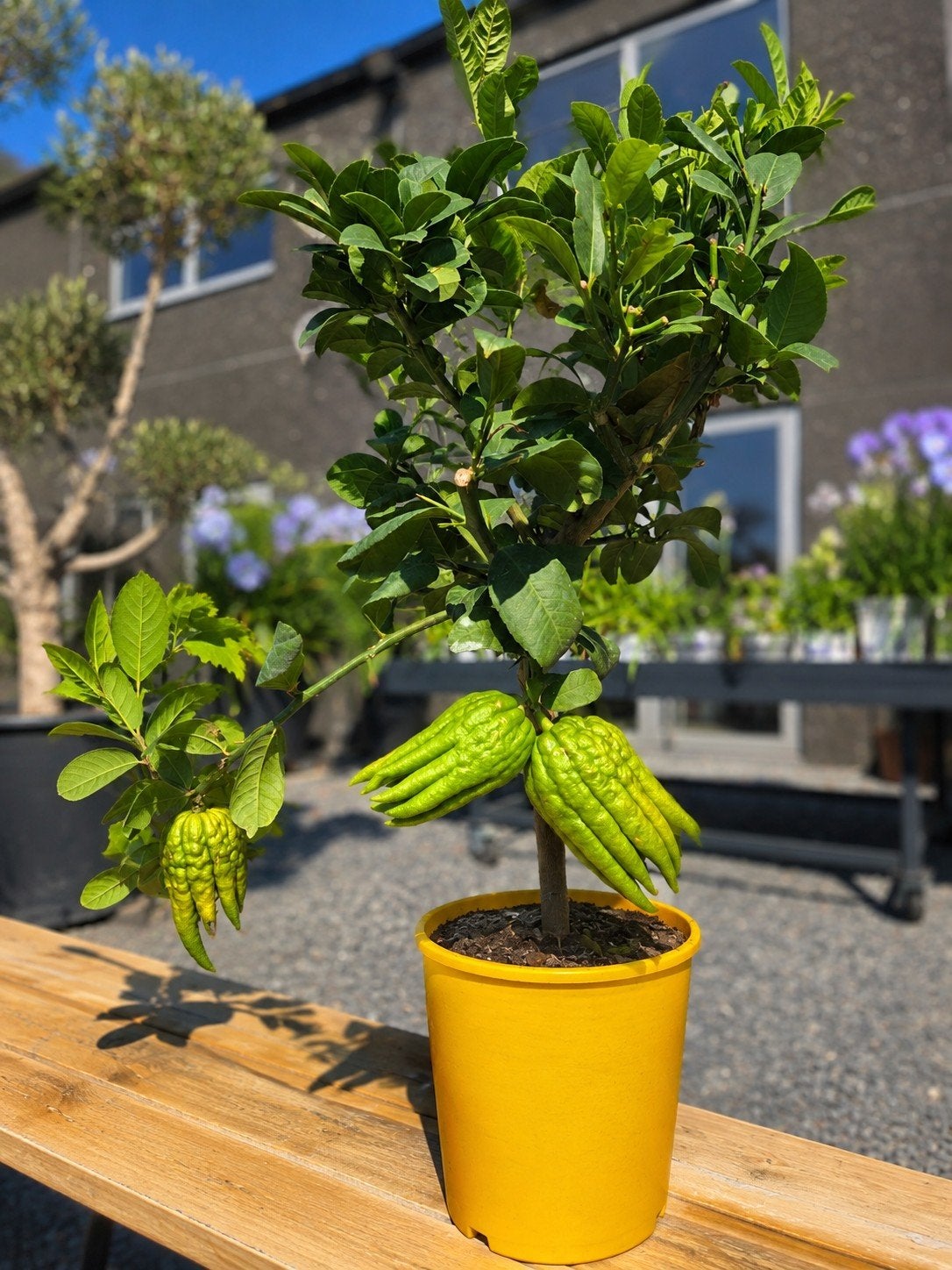Citrus Hand of Buddha, Ophalen