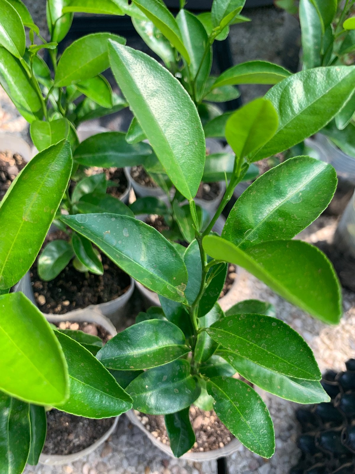 Mandarin Satsuma — Très jeunes « mandariniers », Jardin & Terrasse, Enlèvement, Plein soleil, En pot