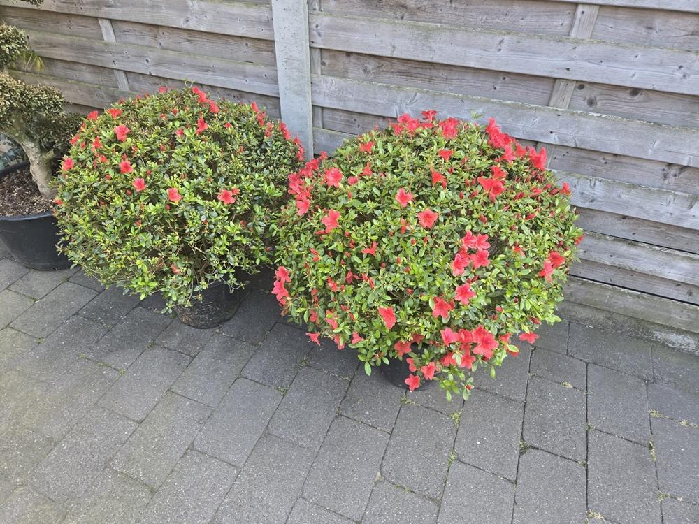 Red Azalea Japonica, Vaste plant, Halfschaduw, Zomer, Ophalen