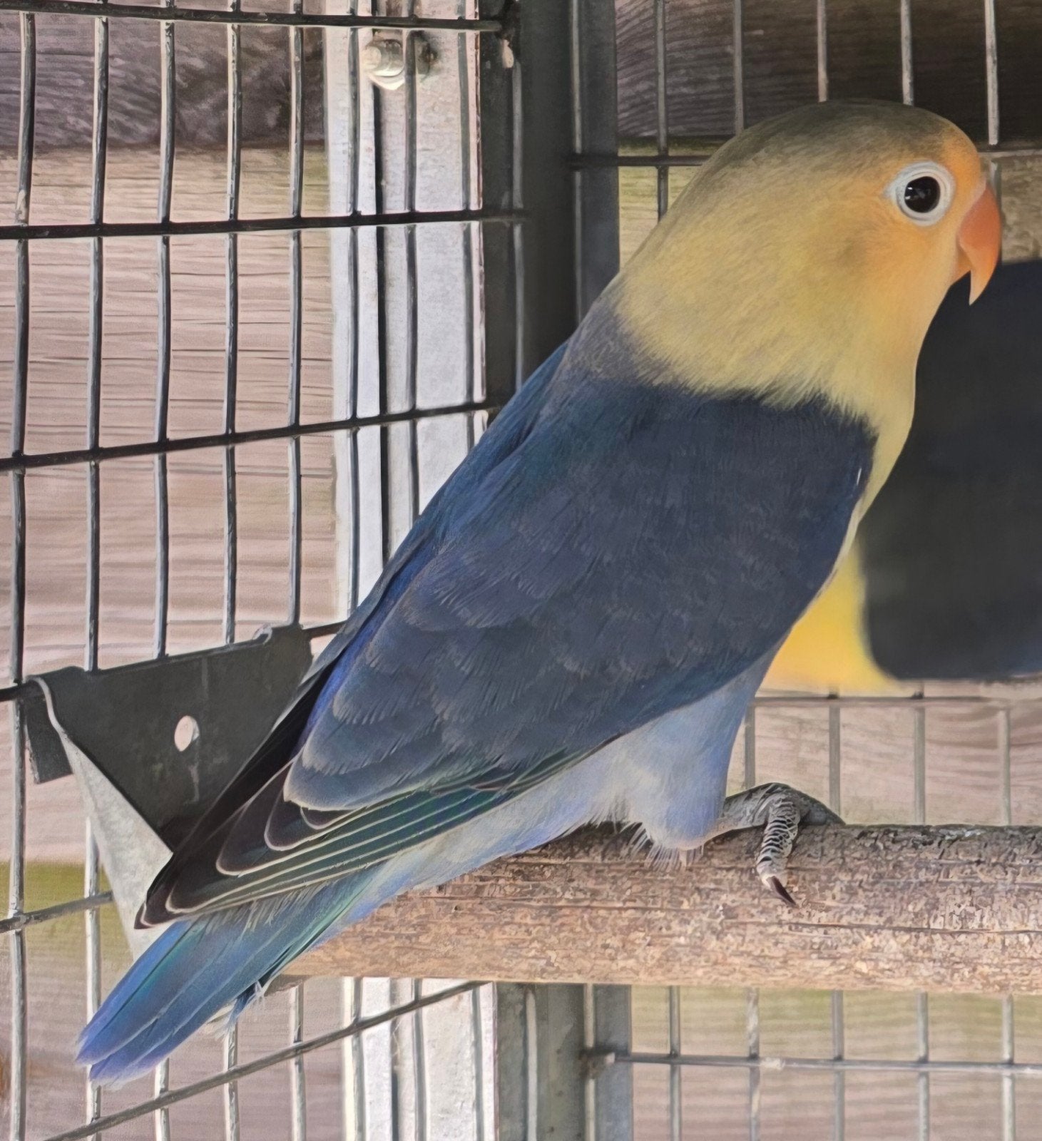Violet Turqouise Fischeri 2026, Dieren en Toebehoren, Geslacht onbekend, Dwergpapegaai of Agapornis, Geringd