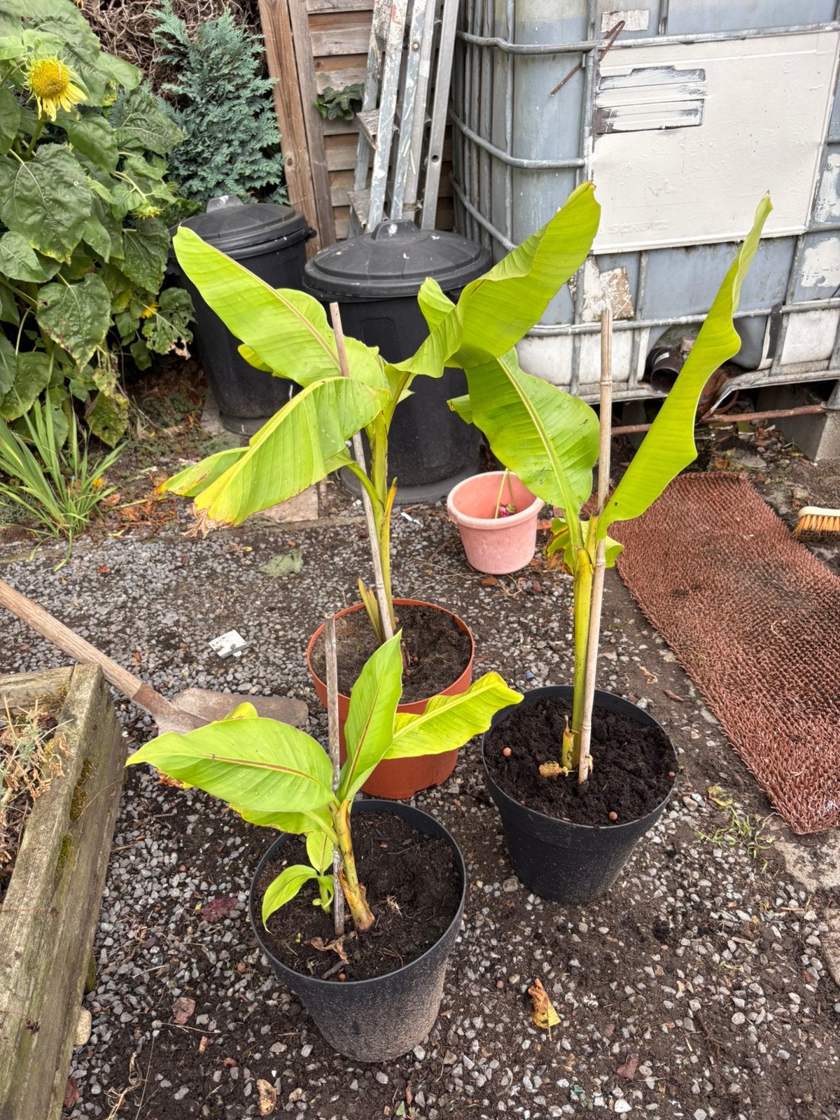 bananenplanten - musa basjoo, Tuin en Terras, Planten | Fruitbomen, Ophalen