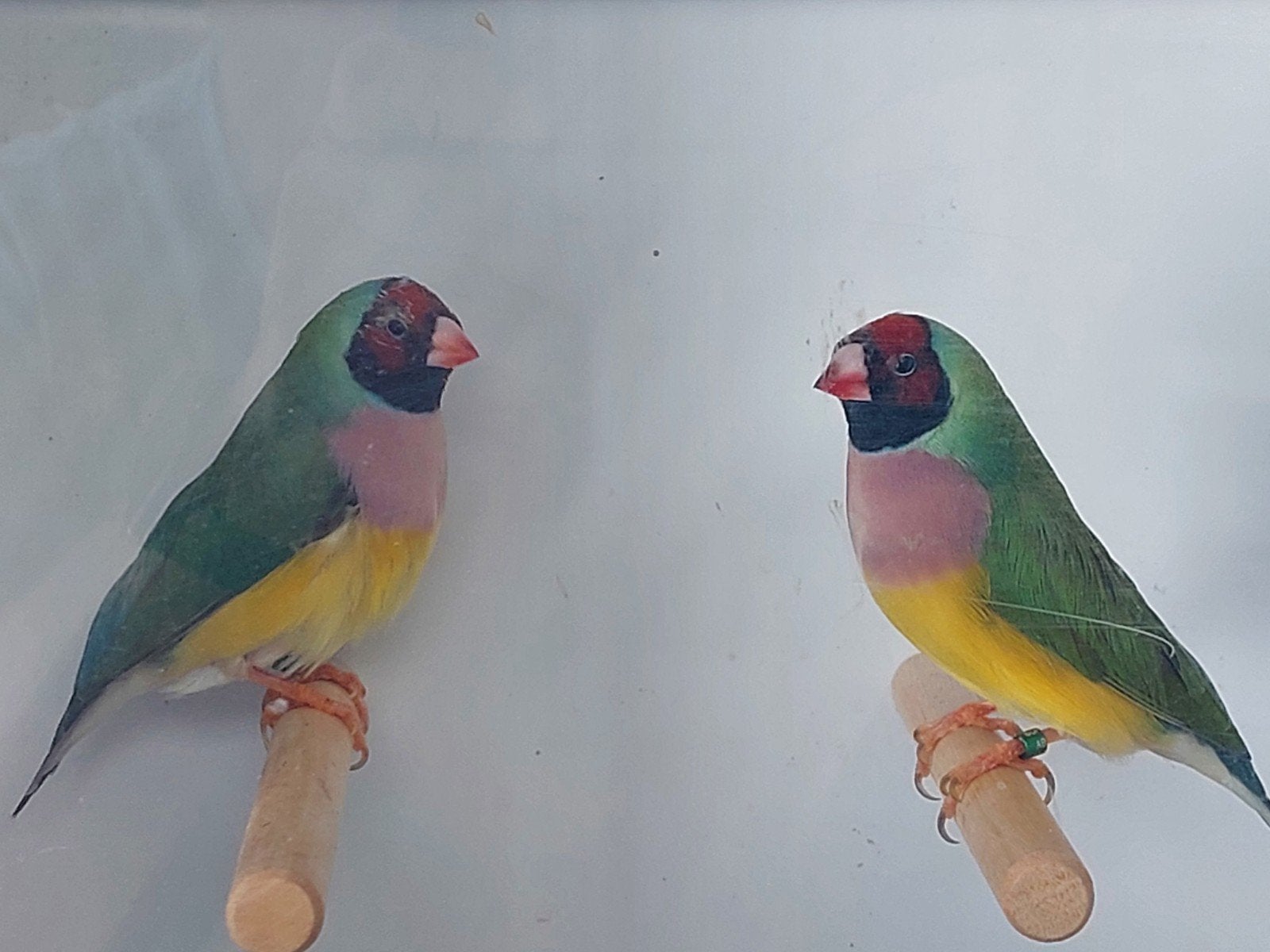 Gouldamadines natuurbroed, Dieren en Toebehoren, Geringd