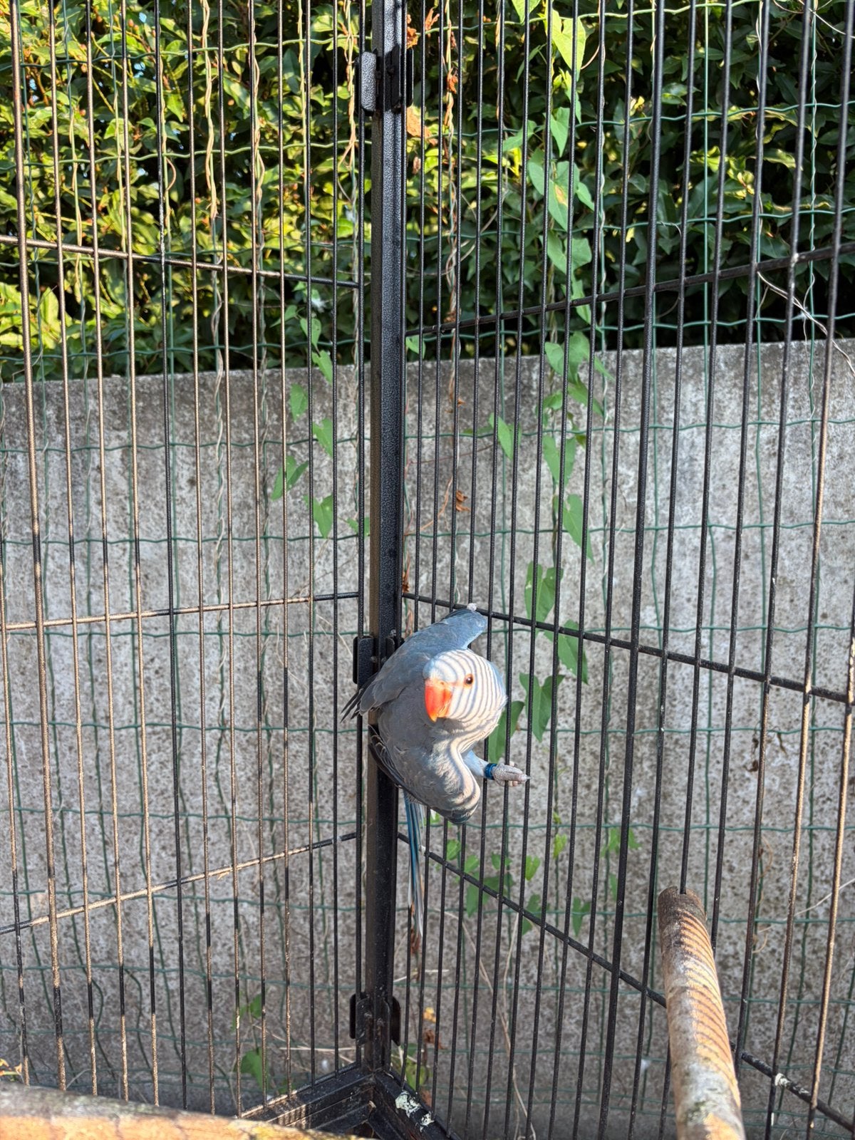 Halsbandparkieten te koop of te ruilen, Dieren en Toebehoren, Meerdere dieren, Geringd