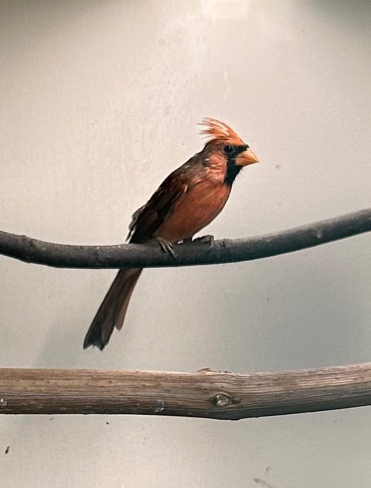 Rode kardinalen, Dieren en Toebehoren, Tropenvogel, Geringd