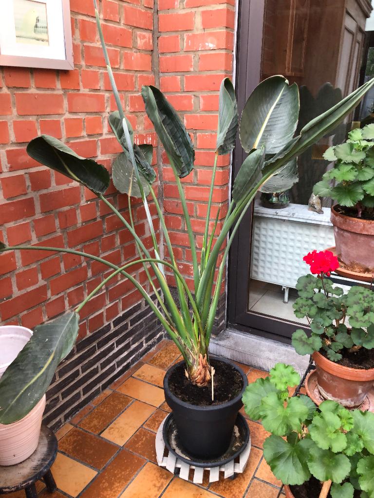strelitzia, Maison & Meubles, Plantes d'intérieur, Enlèvement