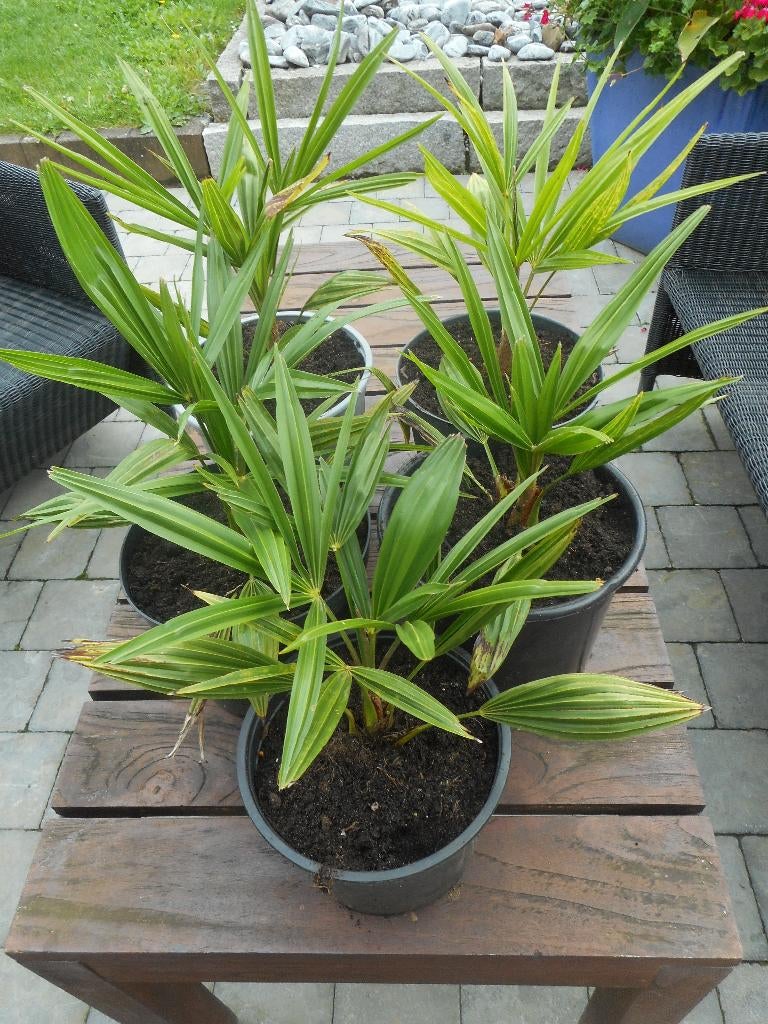 planten, Tuin en Terras, Planten | Tuinplanten, Overige soorten, Volle zon, Vaste plant, Ophalen of Verzenden