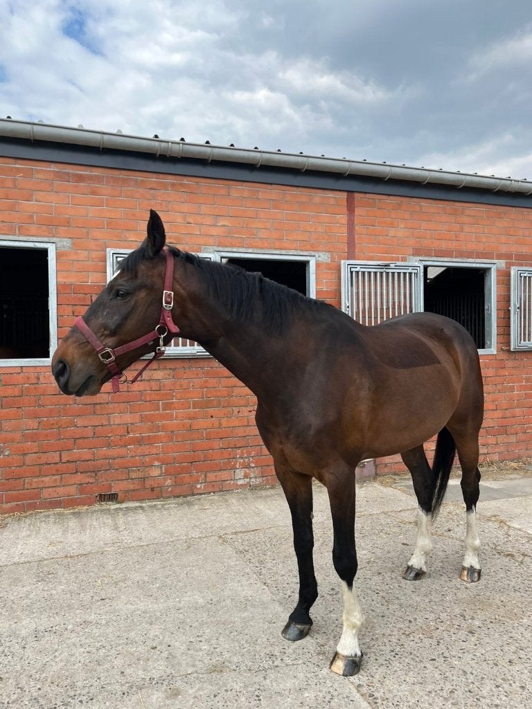 paard  15 jaar ruin, Dieren en Toebehoren, Paarden, Met stamboom, Ruin, M, Dressuurpaard