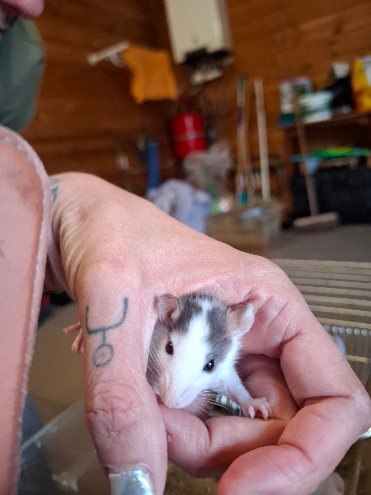 Muizen en ratten, Dieren en Toebehoren, Knaagdieren, Maart, Meerdere dieren, Muis