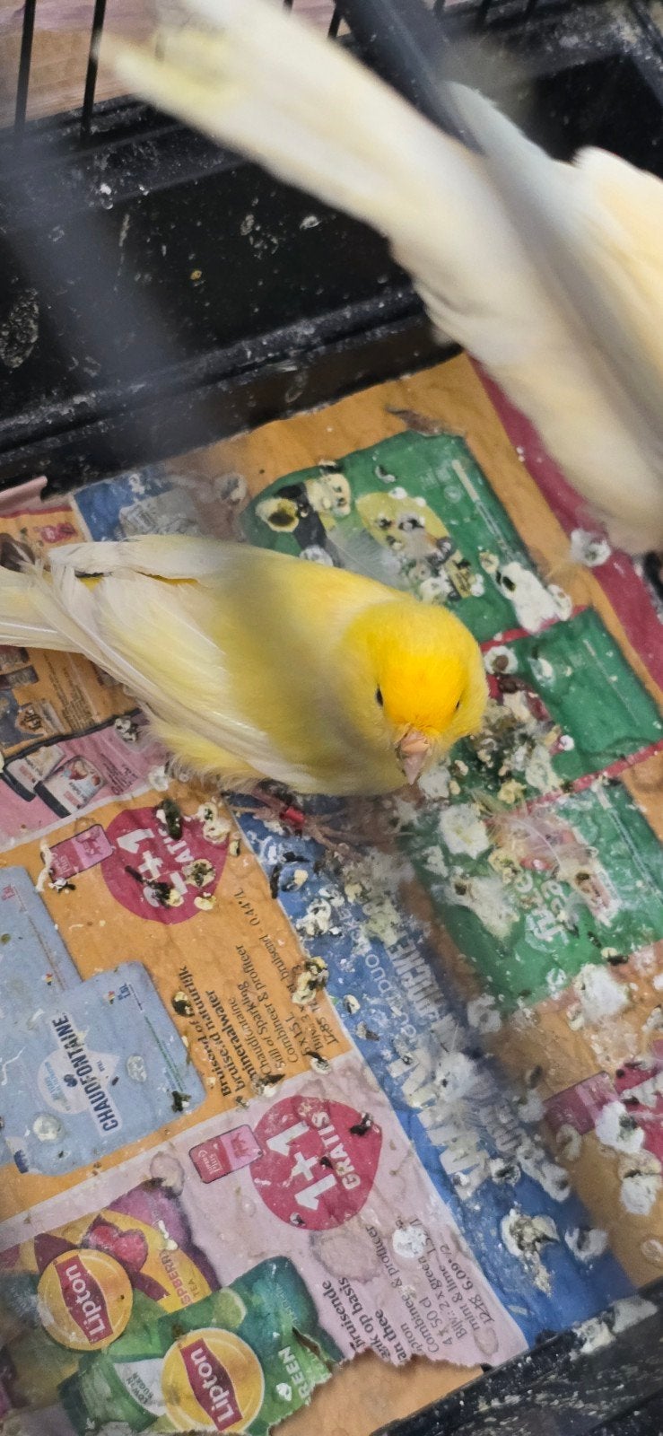 man kanarie, Dieren en Toebehoren