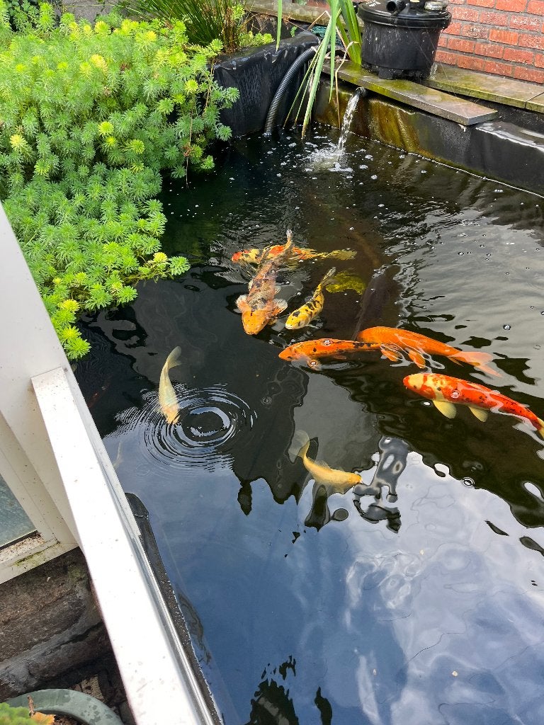 koi vissen, Dieren en Toebehoren, Karper of Koi