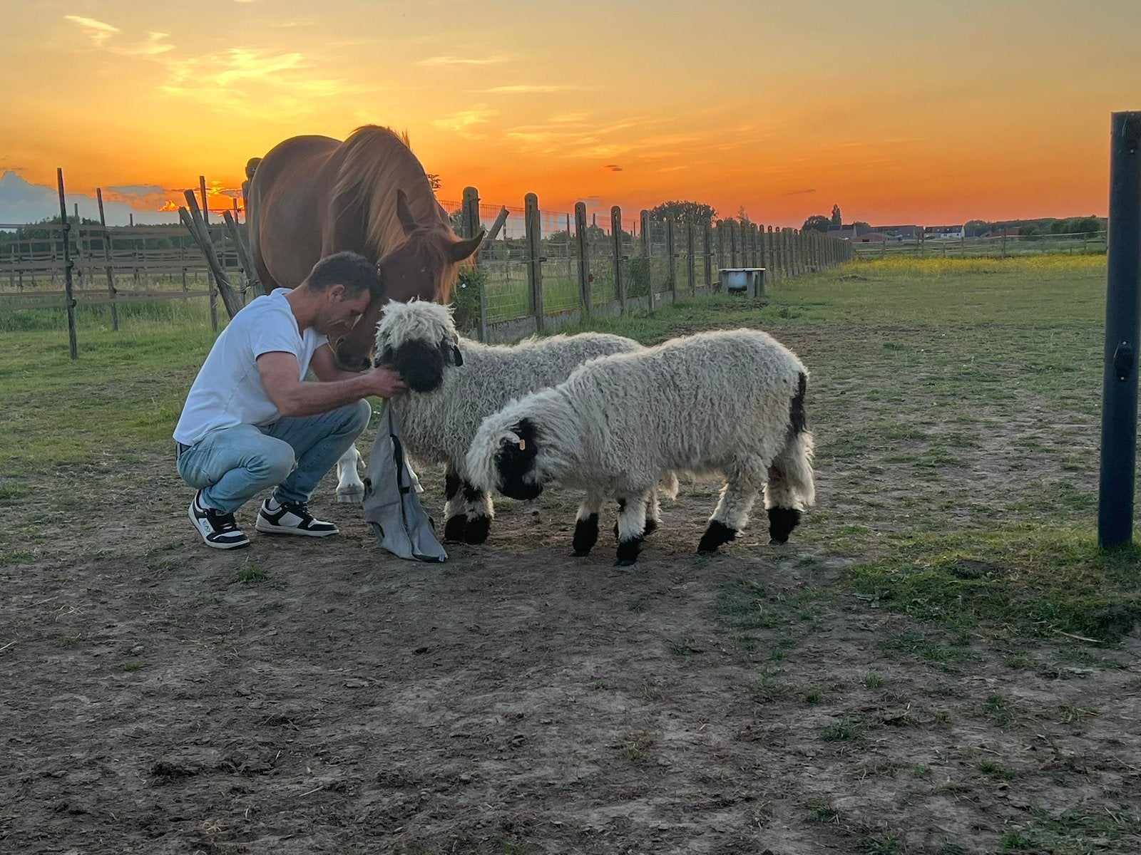 Dek ram walliser, Dieren en Toebehoren, Mannelijk, Schaap, 0 tot 2 jaar