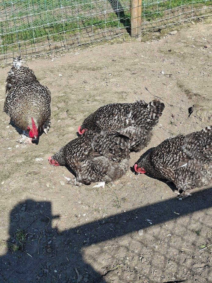 toom mechelse koekoek, Dieren en Toebehoren, Pluimvee, Meerdere dieren, Kip