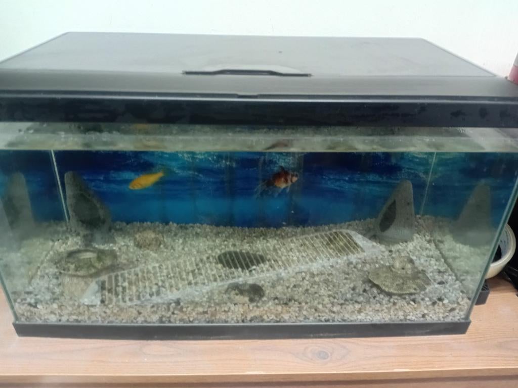 Aquarium à vendre complet eau froide 60 litres, Enlèvement
